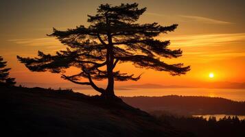 golden evergreen tree silhouette photo