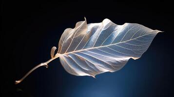 translucent isolated leaves photo