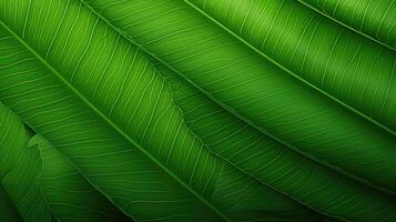 design green gradient pattern photo