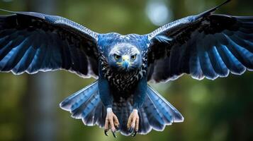 expression blue hawk photo