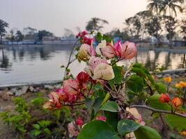 flowers in front of a lake with water in the background photo