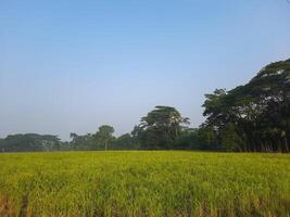 i can see a wonderful crops field photo