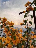 a view of the sunset from a balcony with yellow flowers photo
