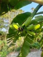 a bunch of bananas growing on a tree photo