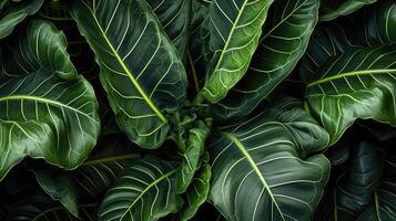 patterns fiddle leaf fig tree photo