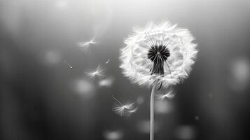 timeless black and white plant photo