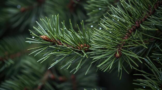 clusters small pine tree photo