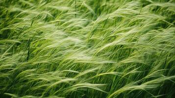 swaying grass texture pattern photo
