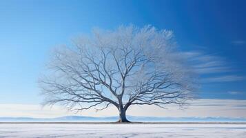sunlight trees transparent photo