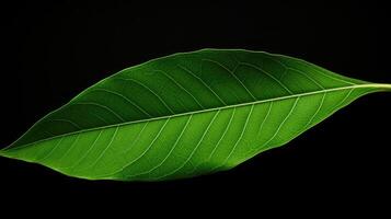 close one line leaf photo
