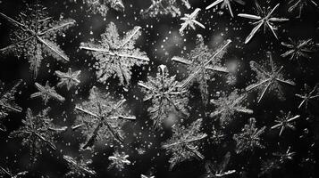 delicate black and white snow photo