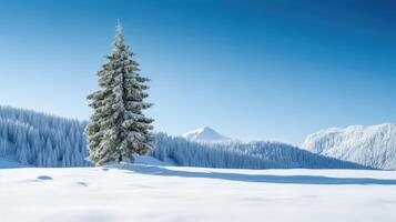 winter spruce tree with snow photo