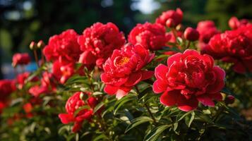 field peony red photo