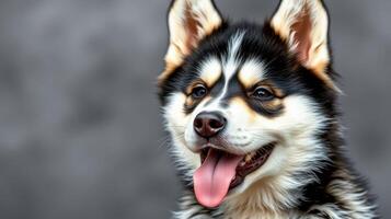 Black and white dog sitting against a gray backdrop with a happy expression and tongue out photo