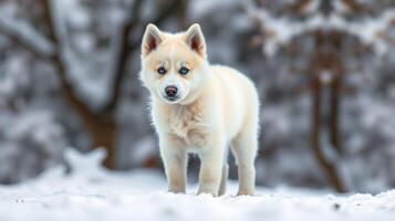 Winter landscape with a cute fluffy dog standing on fresh snow in a serene forest setting photo