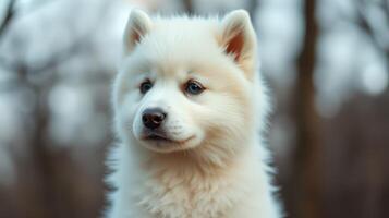 Fluffy white Samoyed puppy poses against a natural background in a serene outdoor setting photo