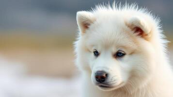 White fluffy puppy enjoying a sunny day in a natural setting with blurred background photo