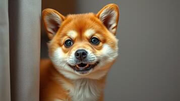 Happy shiba inu puppy enjoying indoors with bright eyes and playful expression photo
