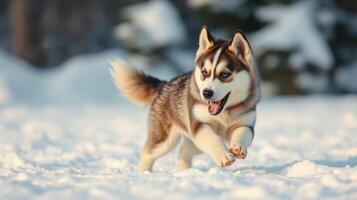 Adorable husky puppy joyfully running in fresh snow during winter in a serene forest photo