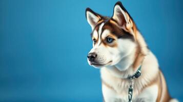 Siberian husky puppy sitting calmly against a bright blue background in a studio setting, showcasing its striking features and expressive eyes photo