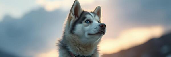 Husky puppy gazing at the sunset in a tranquil mountain landscape photo
