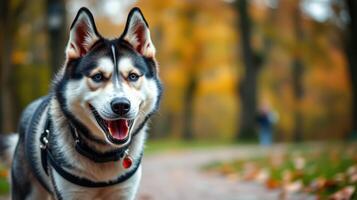 Happy husky enjoying a sunny walk in a park during autumn with vibrant yellow and orange leaves photo
