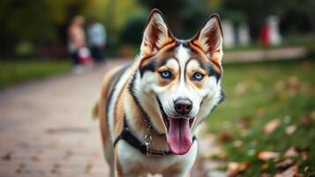 Friendly husky enjoying a walk in a lush park surrounded by autumn leaves on a sunny day photo