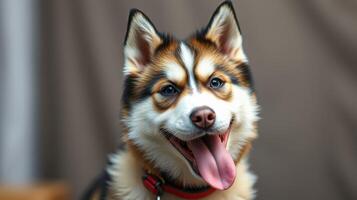Husky dog with playful expression in cozy indoor setting during daylight photo