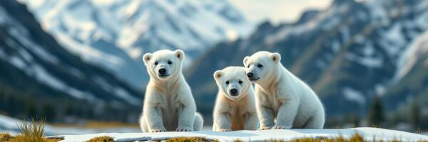Three playful polar bear cubs exploring snowy landscape in the mountains during bright daylight photo