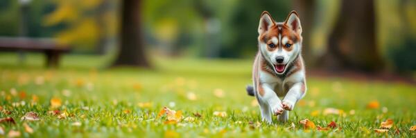 Playful husky puppy running joyfully through a vibrant autumn park filled with fallen leaves photo