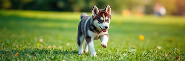 Cute husky puppy joyfully running across a green field during a sunny afternoon photo