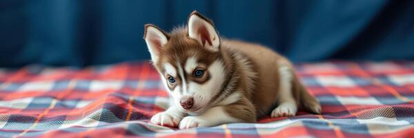 Cute husky puppy relaxing on a checkered blanket indoors in a cozy environment photo