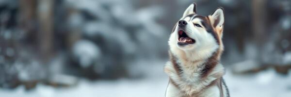 Majestic husky howling in a snowy forest during winter morning photo
