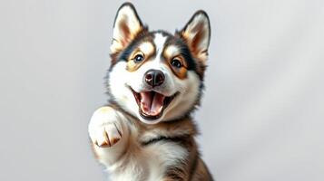 Happy dog with a playful expression reaching out in a bright studio setting photo