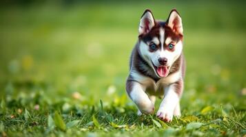 Playful husky puppy runs joyfully across a green grassy field during a sunny afternoon photo