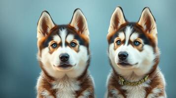 Two beautiful husky dogs with striking eyes sit side by side in a serene setting during daylight hours photo