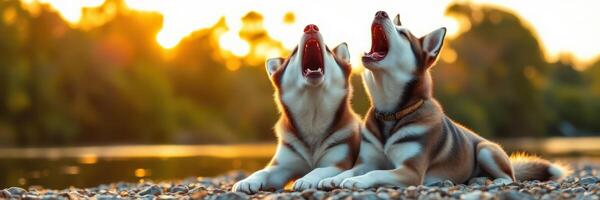 Huskies howling together at sunset near a serene lake in a natural landscape photo