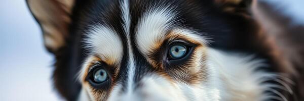 Close-up of a dog with striking blue eyes in a wintery outdoor setting during daylight photo