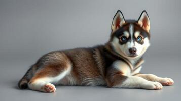 Beautiful husky puppy lying on a gray background, showcasing striking features and playful demeanor photo