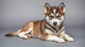 Cute husky puppy laying down with striking fur pattern in a studio setting during bright lighting photo