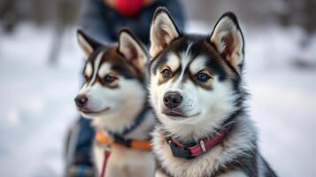 Two huskies sitting together in a snowy landscape during a winter day outdoors photo