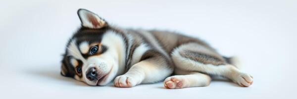 Cute husky puppy relaxing comfortably on a soft surface indoors in natural light during the afternoon photo