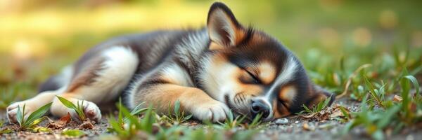 Puppy peacefully sleeping on grass in a serene outdoor setting during daytime photo