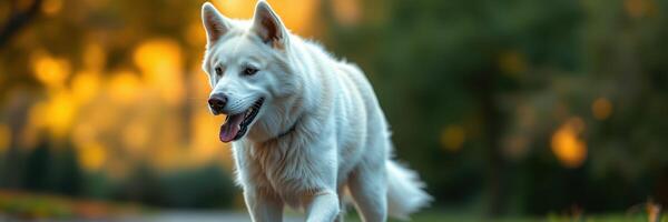 Majestic white dog walks through a golden sunset park enjoying its surroundings and fresh air photo