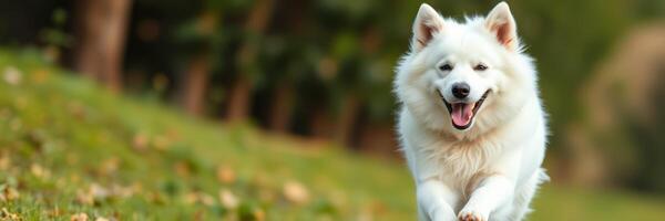 Happy white dog running through grassy park on a sunny day photo