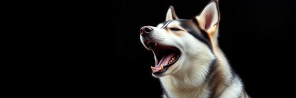 Siberian Husky yawning in a relaxed pose against a black background during a quiet evening at home photo