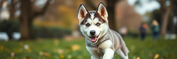 Playful husky puppy runs joyfully in a park surrounded by autumn leaves during a sunny afternoon photo