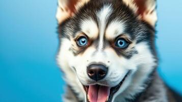 Happy husky with striking blue eyes against a bright blue background enjoys playful moment photo