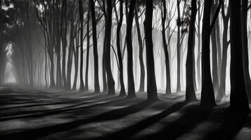 light eucalyptus leaves black and white photo