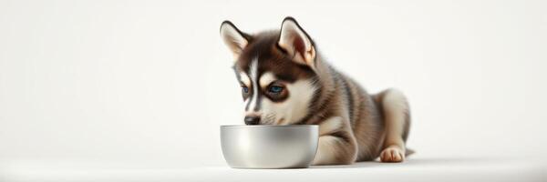 Cute husky puppy eating from a stainless steel bowl on a light background in a cozy indoor space photo